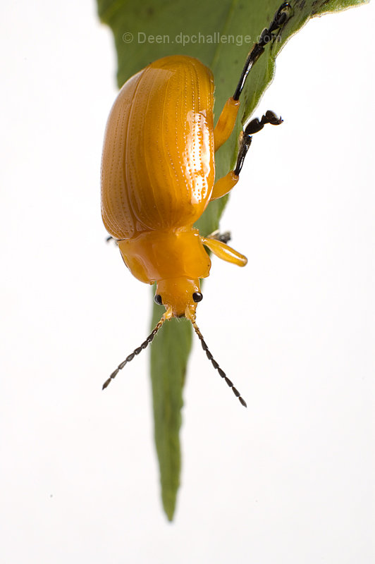 Golden Leaf Beetle(Podontia lutea)