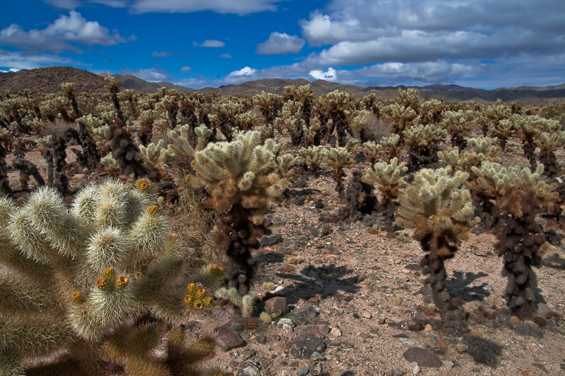 Cholla Cactus Garden