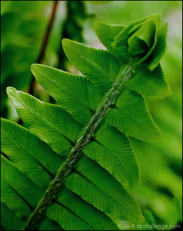 Spring Fern