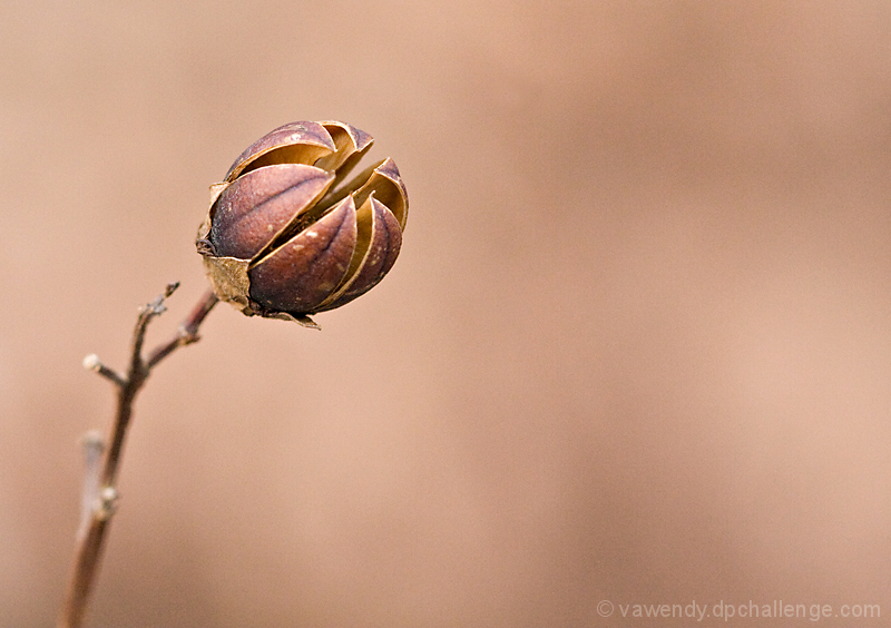 Seed Pod (not part of a flower)