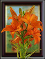 Lilies
