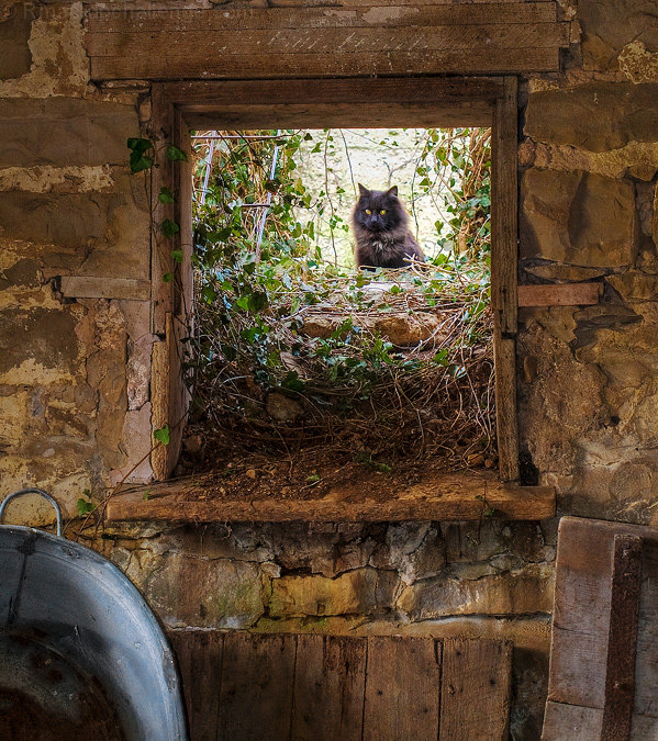"The Barn Cat"