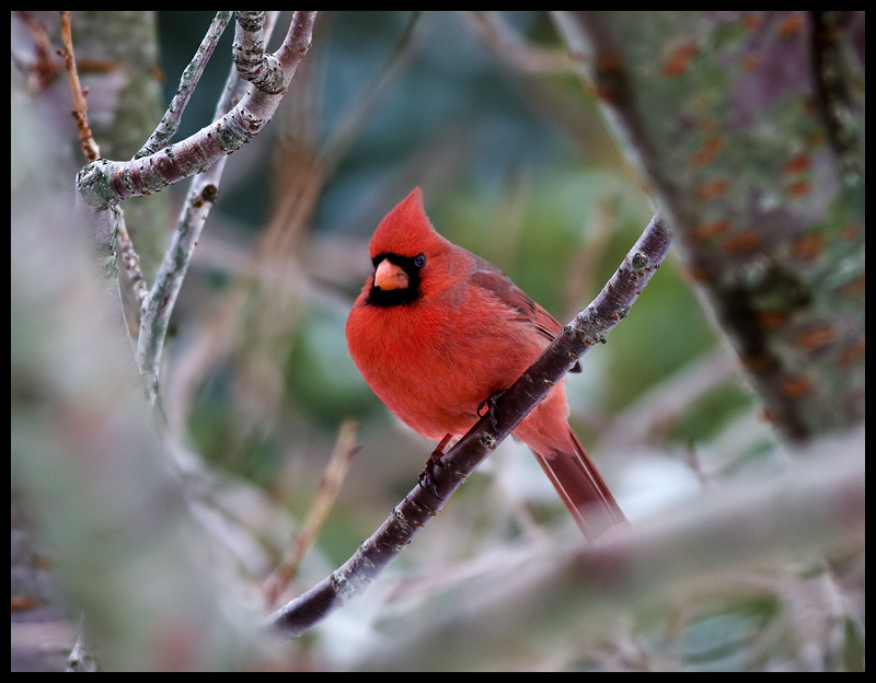 Cardinal