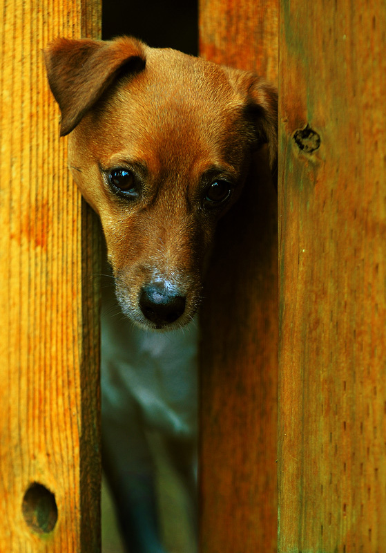 Daddy, please take me with you