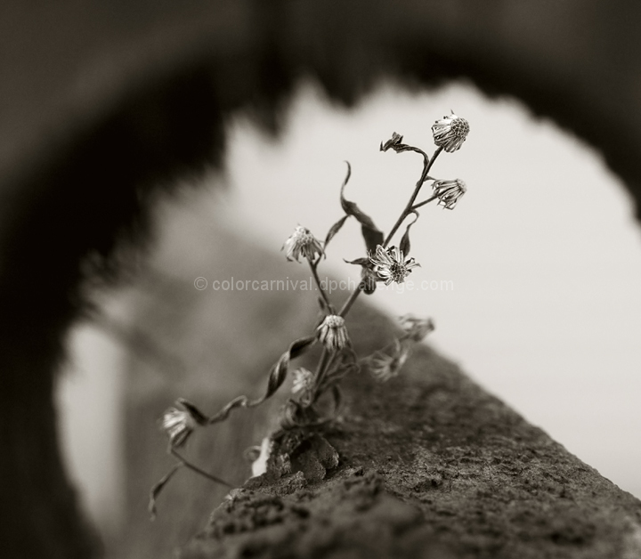 Arc de Fleur