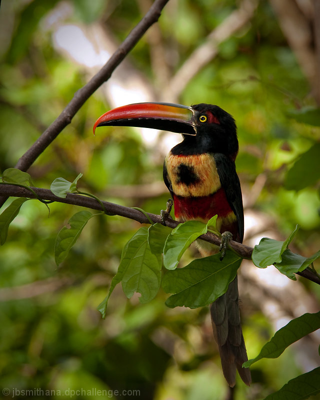 Fiery-billed Acacari