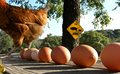Chicken Crossing!