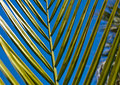 Parallel Palm