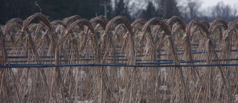 Winter Field