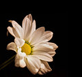 as beauty dies