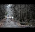 Winter Woodland Symphony