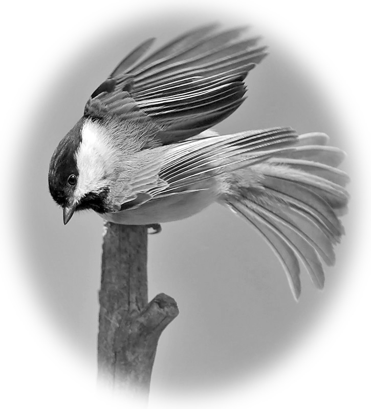 Chickadee