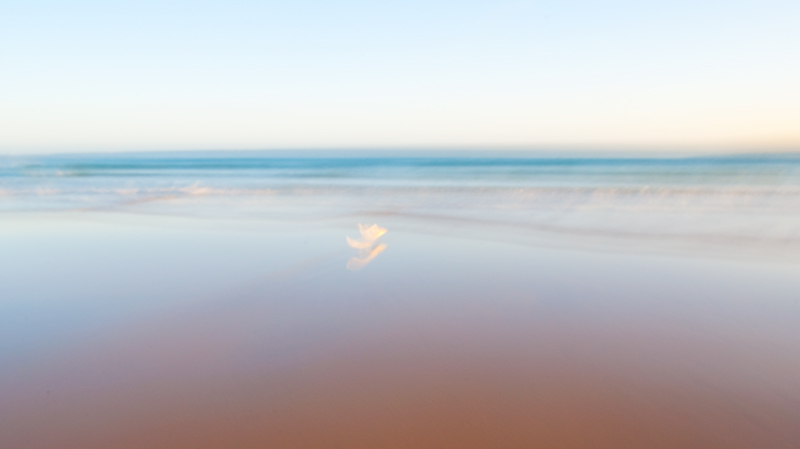 Seagull on beach