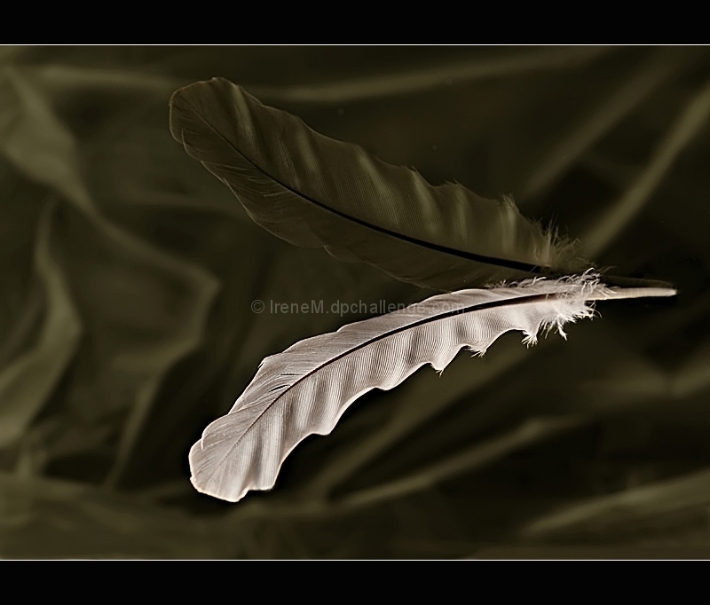 The White Feather