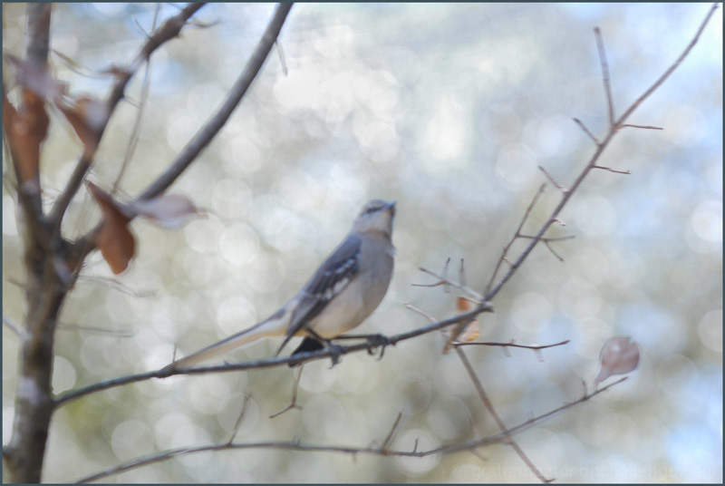 Mockingbird in Twilight