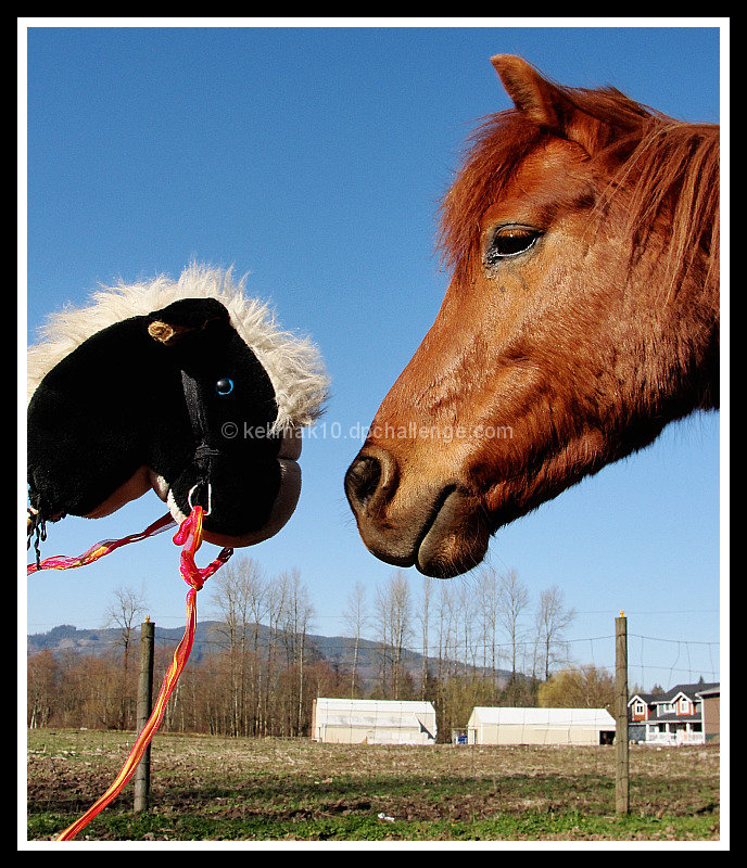  Sure you have legs....but I was her horse FIRST!!