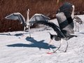 Shadows of wildlife