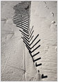 Dune Fence, Lighthouse Beach