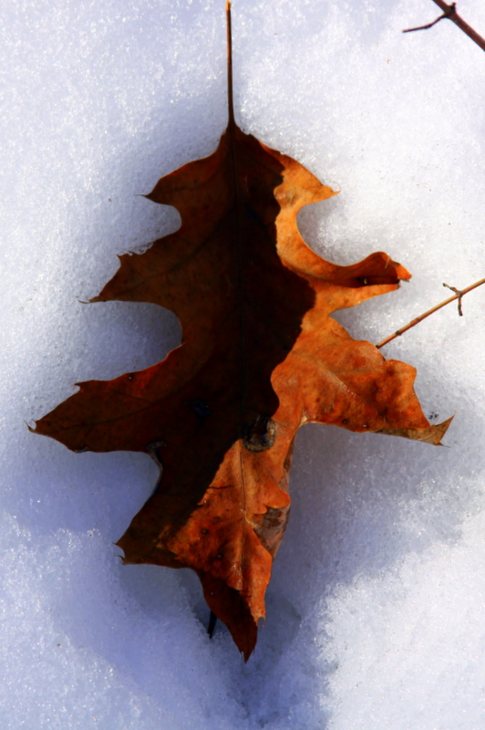 Oak melt snow melt