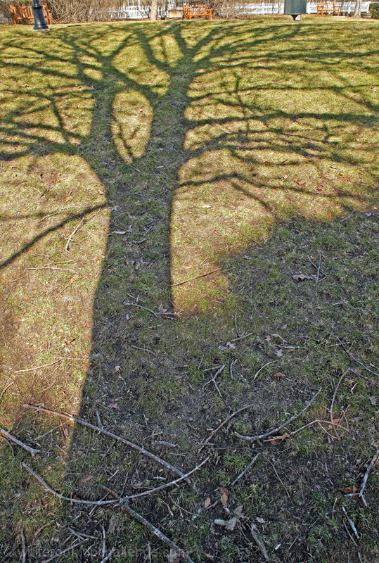 Shadow of a tree