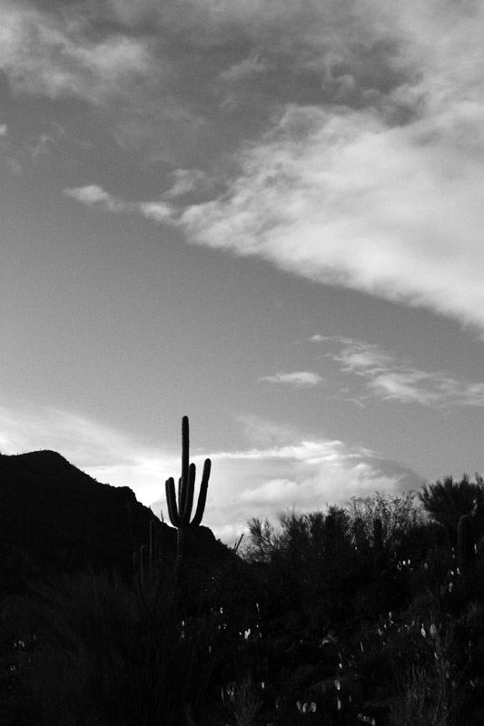 Shadowed Against The Sky