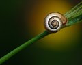 Snail