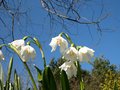 Snowdrops