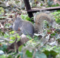 Grey Squirrel