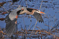 Flight Of The Heron