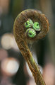 Crazy Crosier Fiddlehead