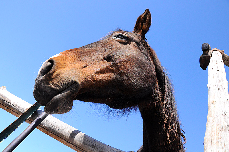 The bay mare and the boot