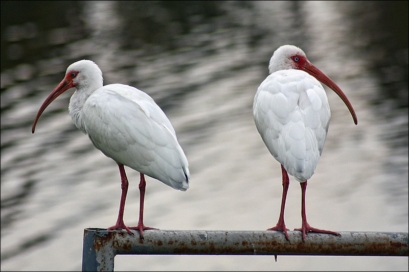 White Ibises