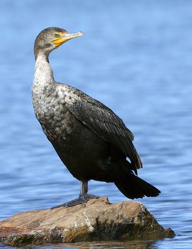 Cormorant