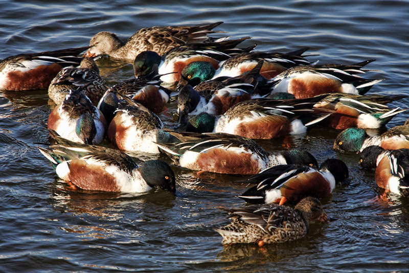 Northern Shovelers going in a circle