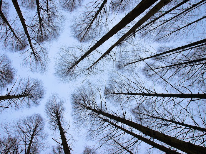 Meta-Sky-Forest