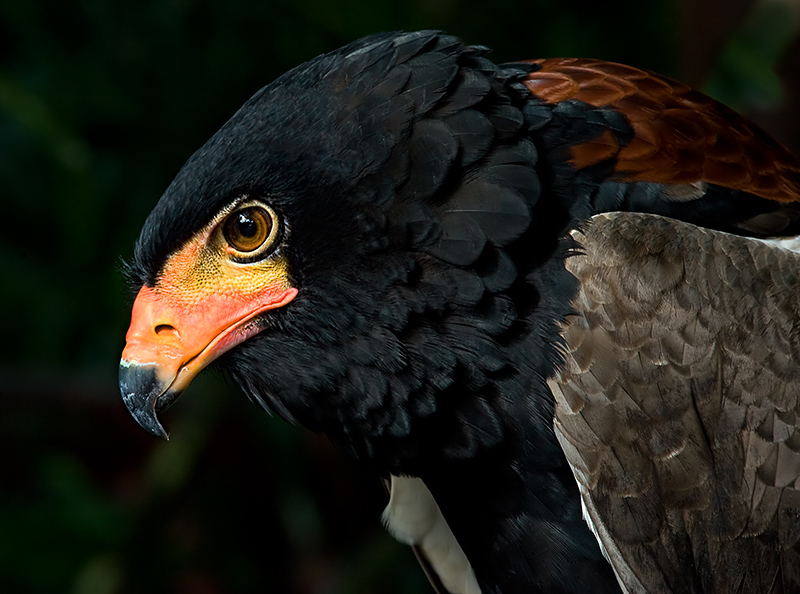 Bateleur 