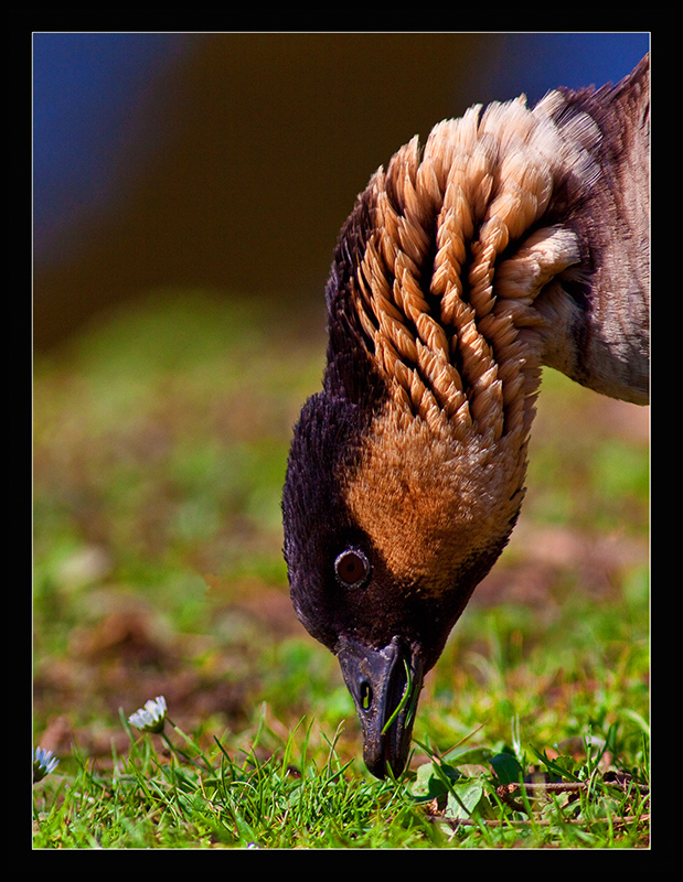 Hawaiian Duck  (Anas wyvilliana)