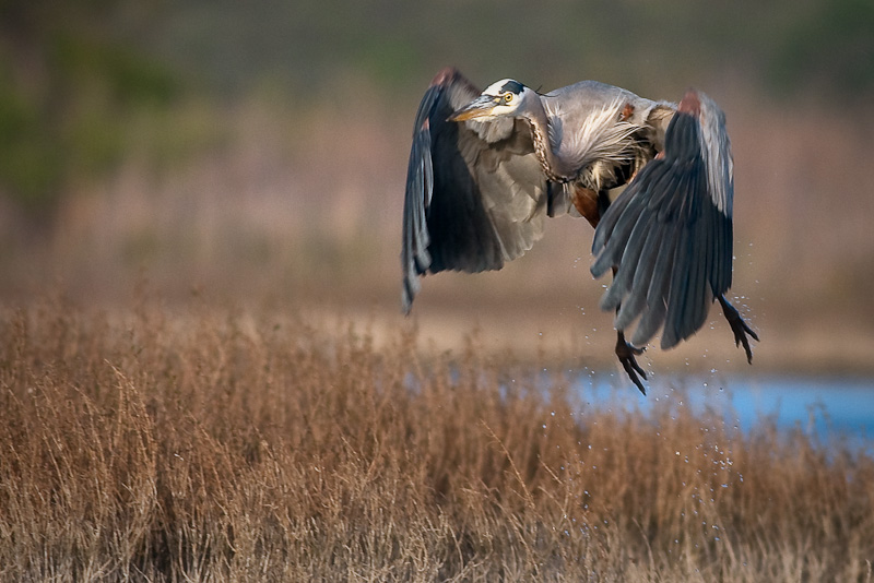 Great blue heron takes flight