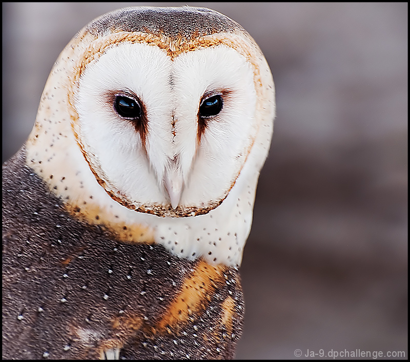 Barn Owl