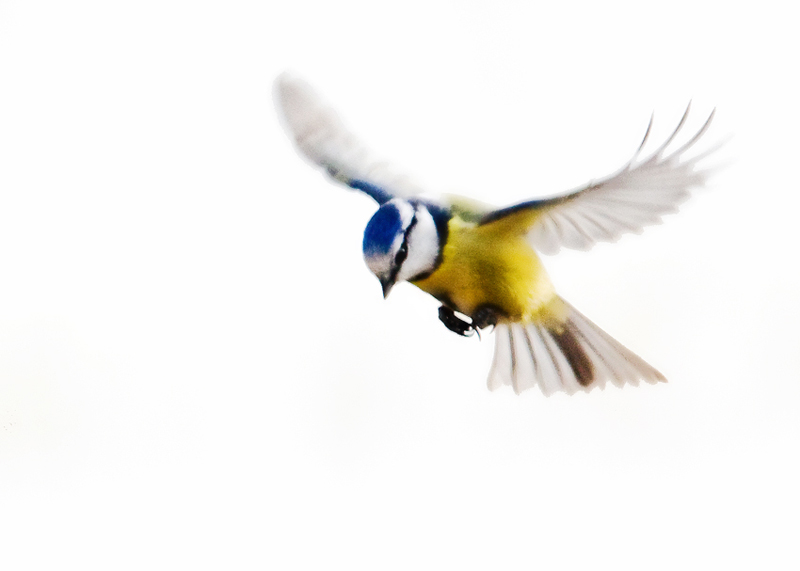 Blue Tit