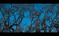 Winter Oaks