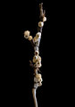 Barnacles and Branches