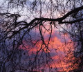 Behind The Tree