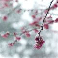 Snow-weight Blossoms