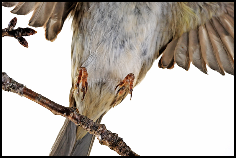 Goldfinch:  "Houston, we have Liftoff."