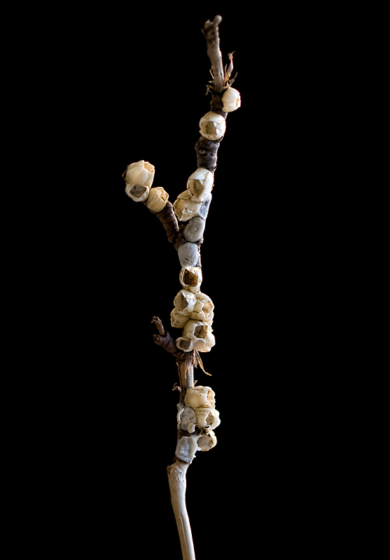 Barnacles and Branches