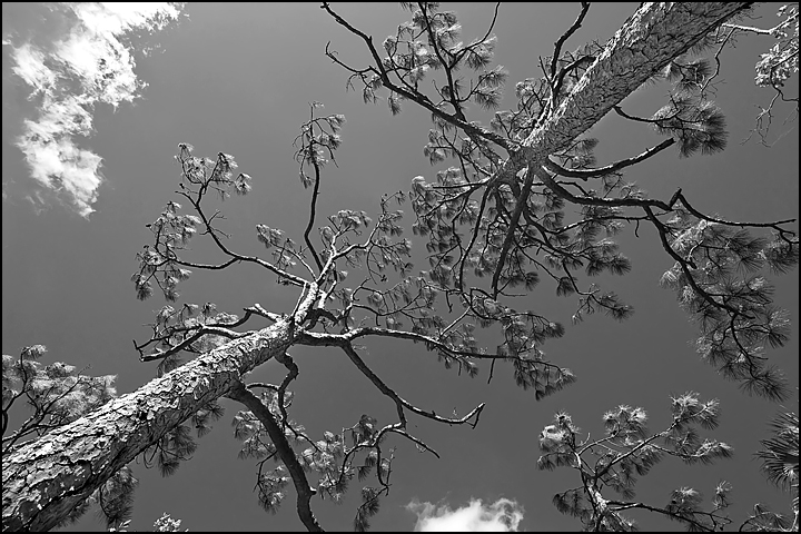 Pine