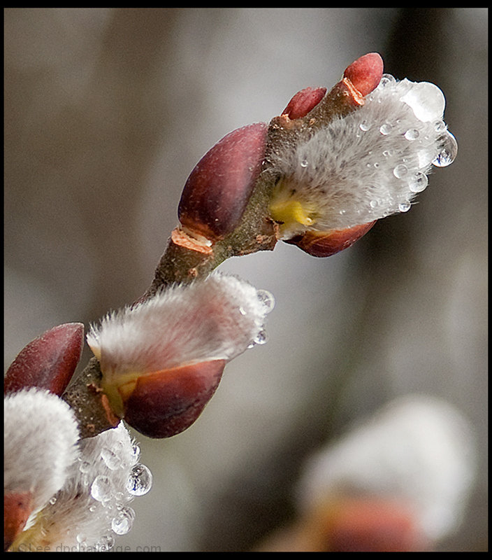 The Birth of a Branch