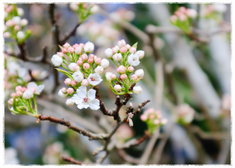 Sign of Spring