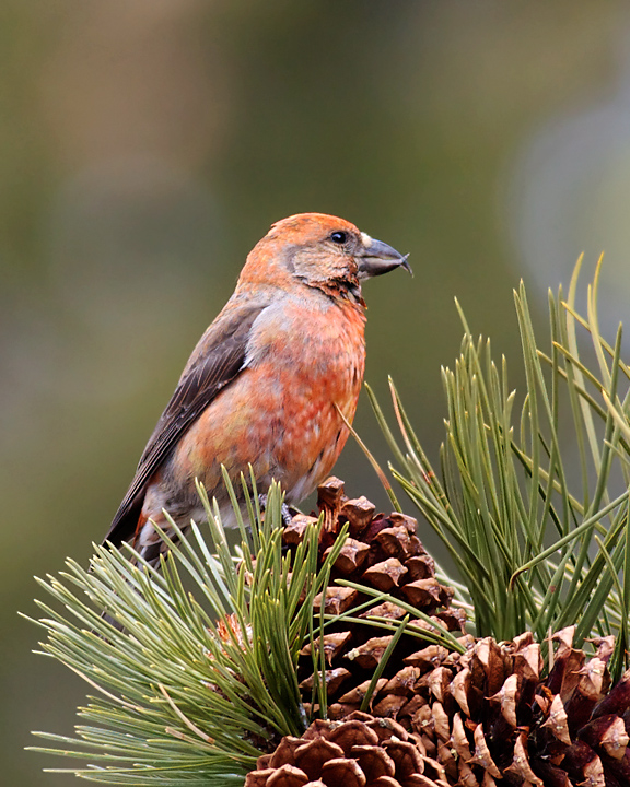 The Red Crossbill branch of the Finch Family